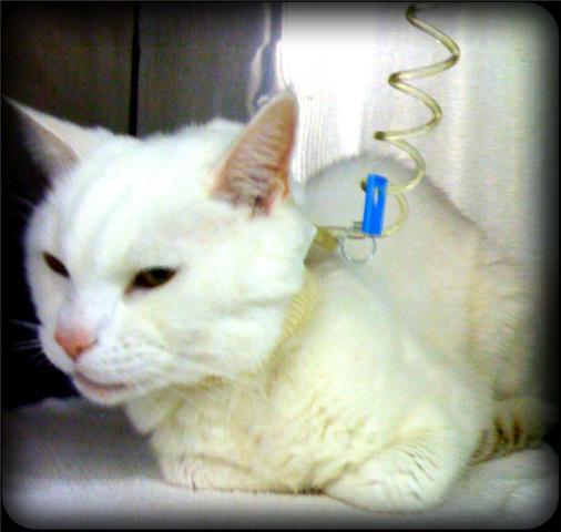 comfortable cat on iv fluids