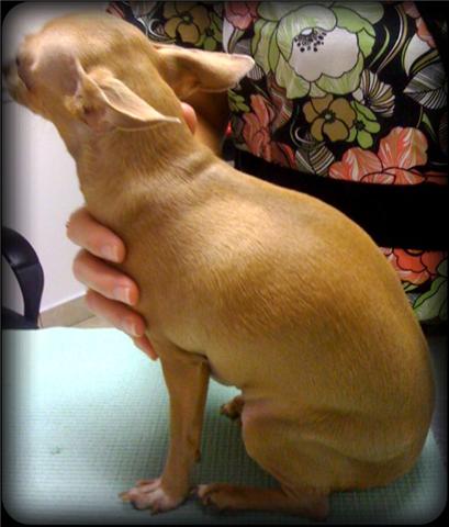 fat side chihuahua