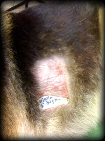 fentanyl patch on a dog