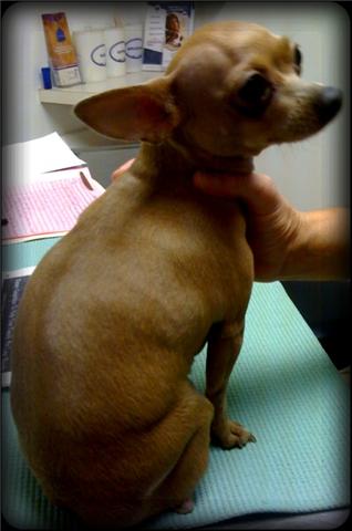fetching chihuahua coquette