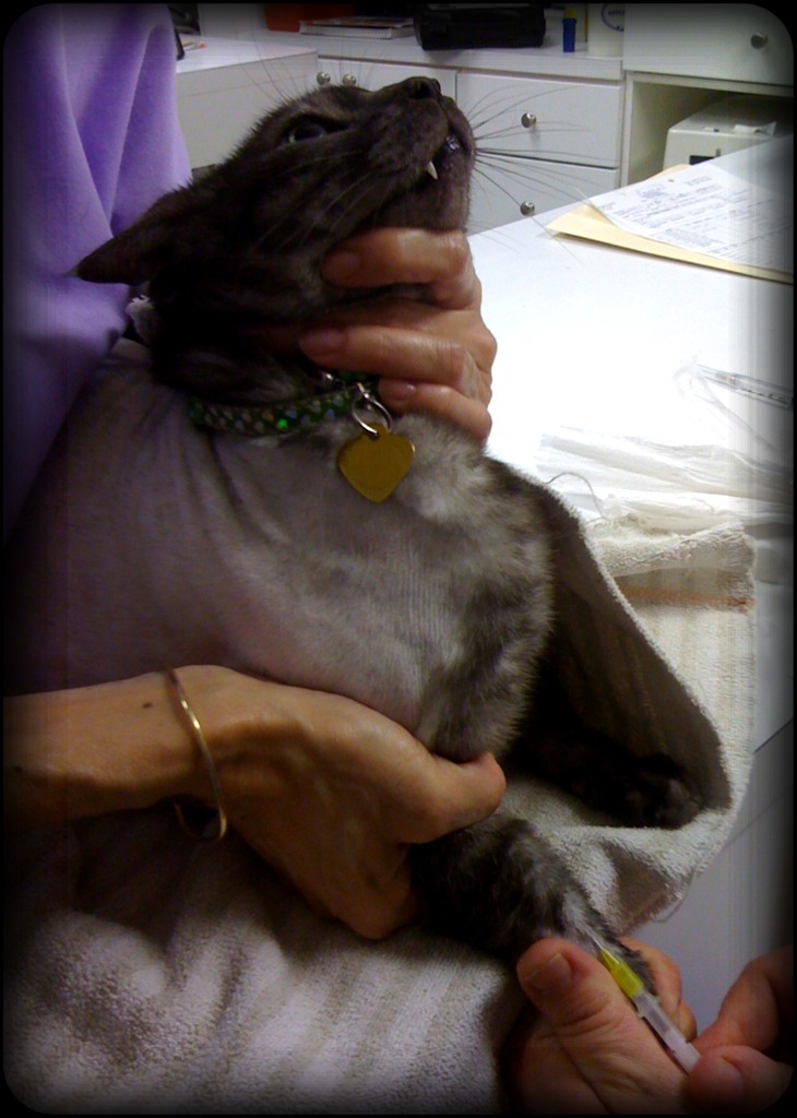 peripheral intravenous access in a cat