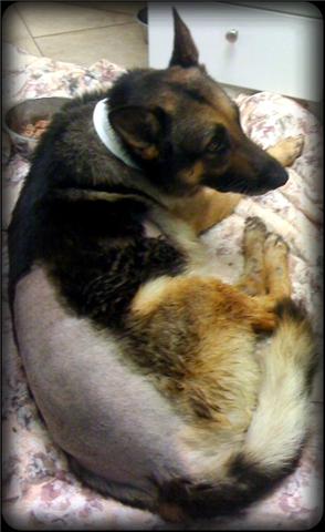 German shepherd dog with his back shaved to expose the skin for cold laser therapy