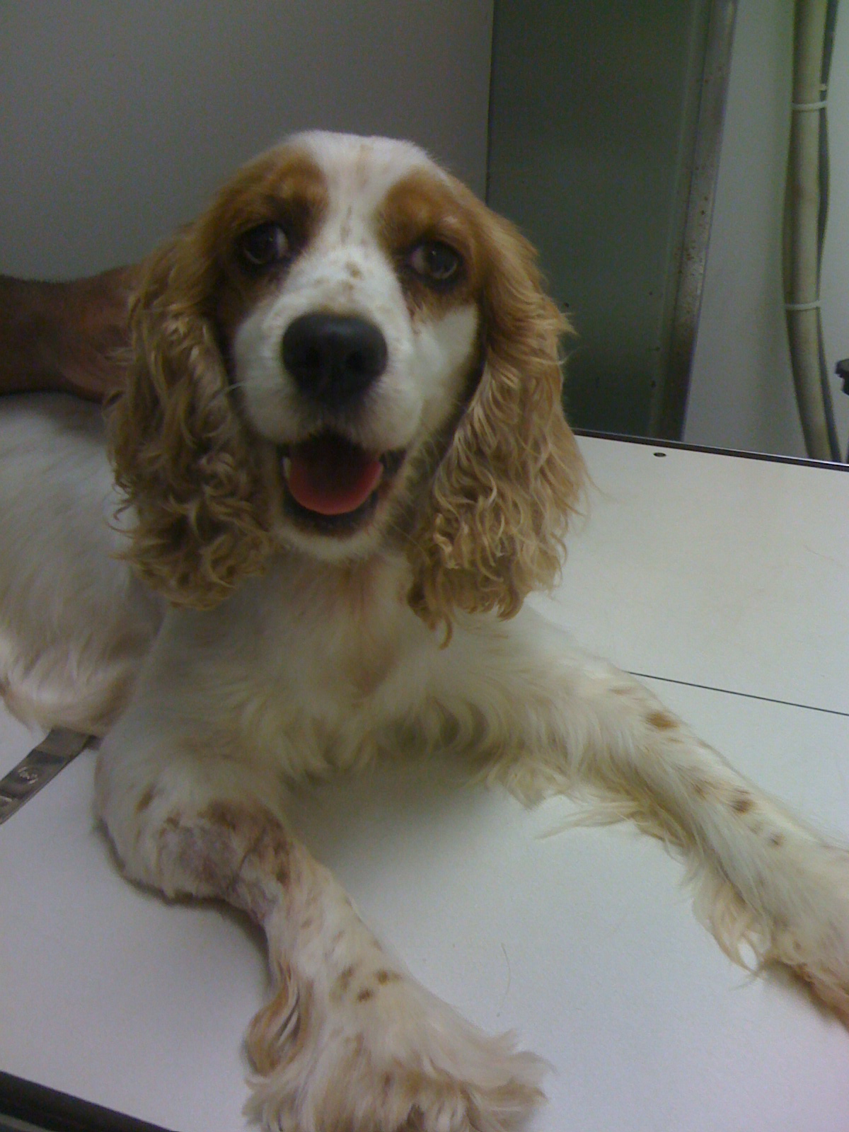 Cocker Spaniel with swollen leg