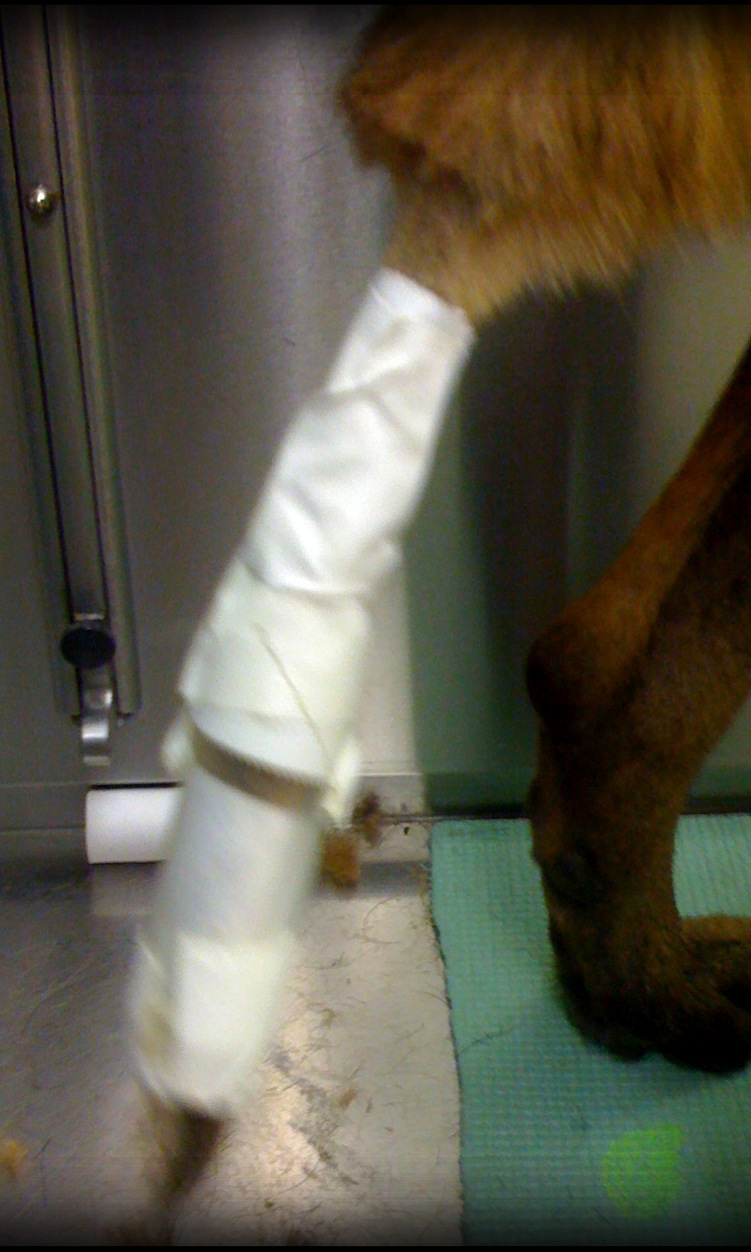 plastic cylinder made from a syringe case with the tail fur sticking out the end and medical tape holding the contraption on