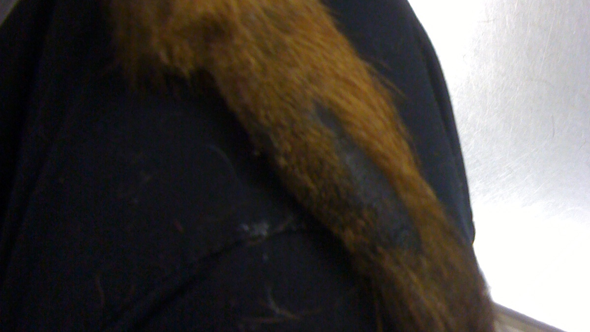 Bald spot with thick, cracked skin on tip of dog's tail bleeds when he wags it