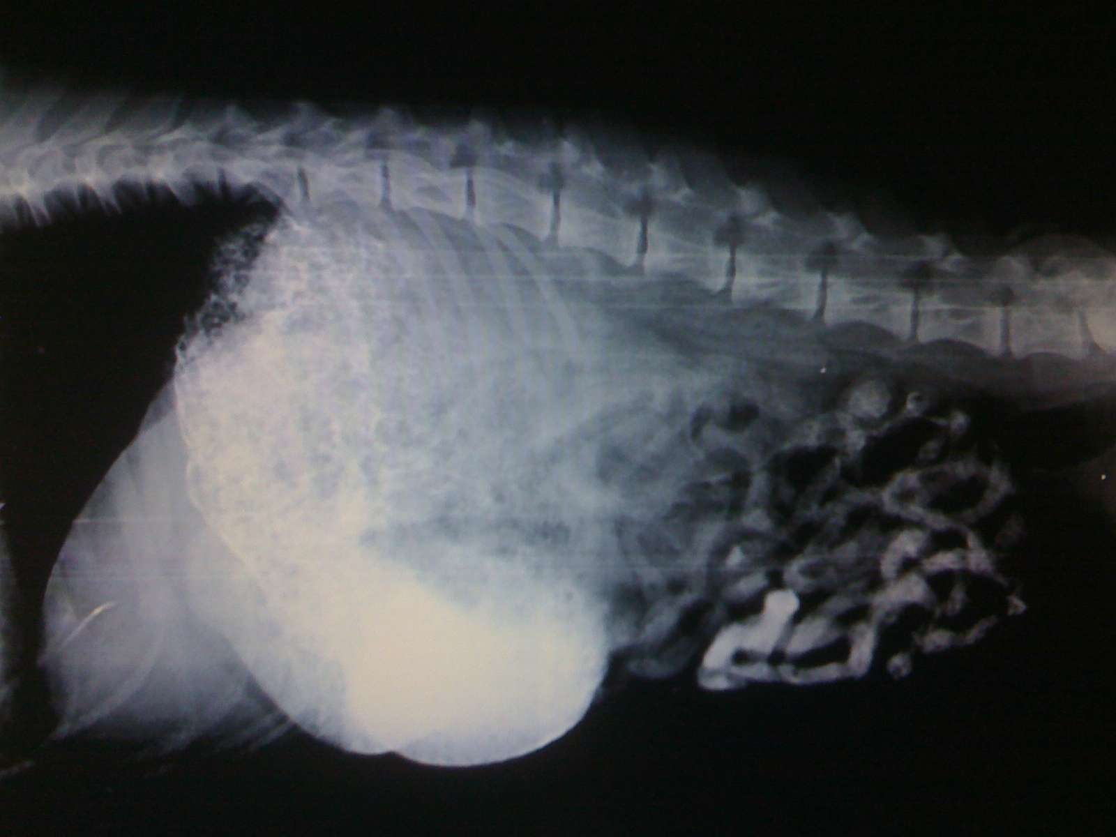 white liquid metal barium fills the stomach and trickles a little bit into the intestines after 30 minutes in this German Shepherd Dog