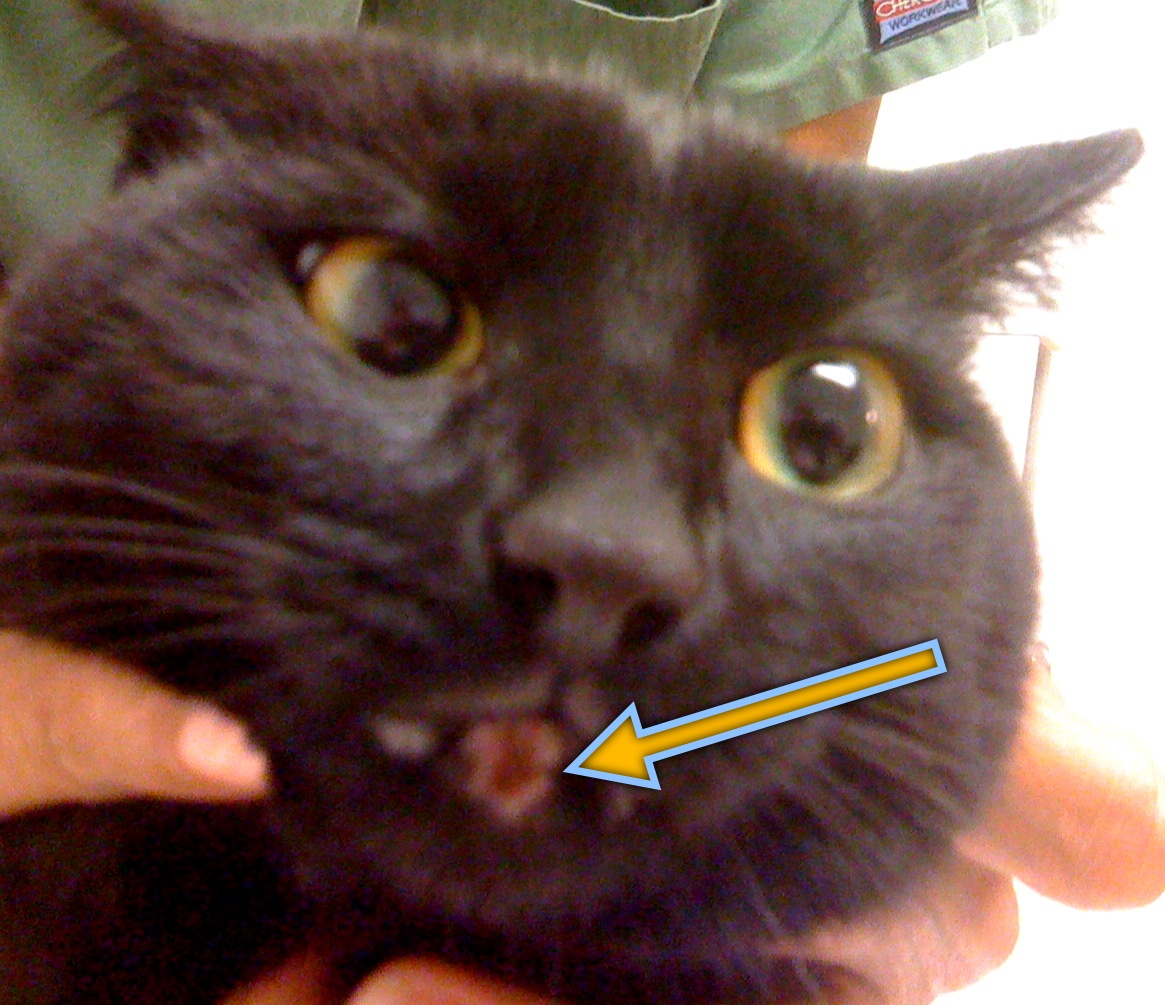 short-haired black cat with large yellow-gold eyes and a red sore on lip