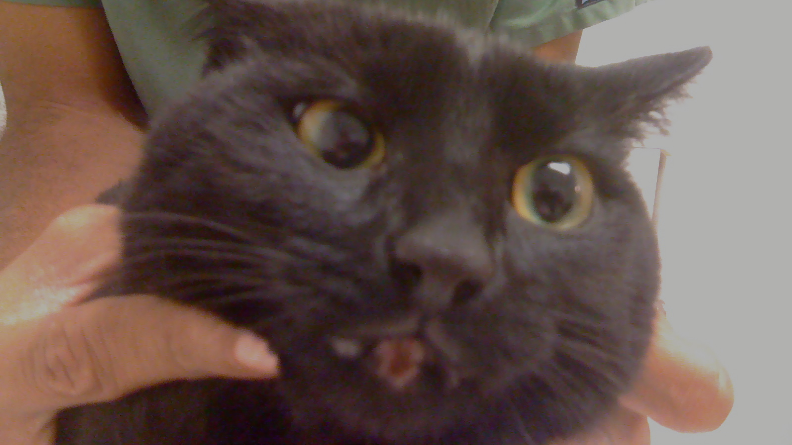 black cat