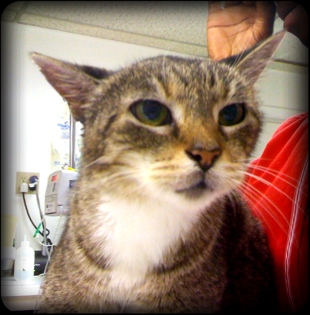 cat holding ear down