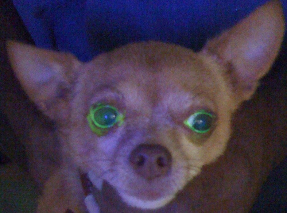 fluorescein dye eye test equals green glow around eyes in a reluctant chihuahua