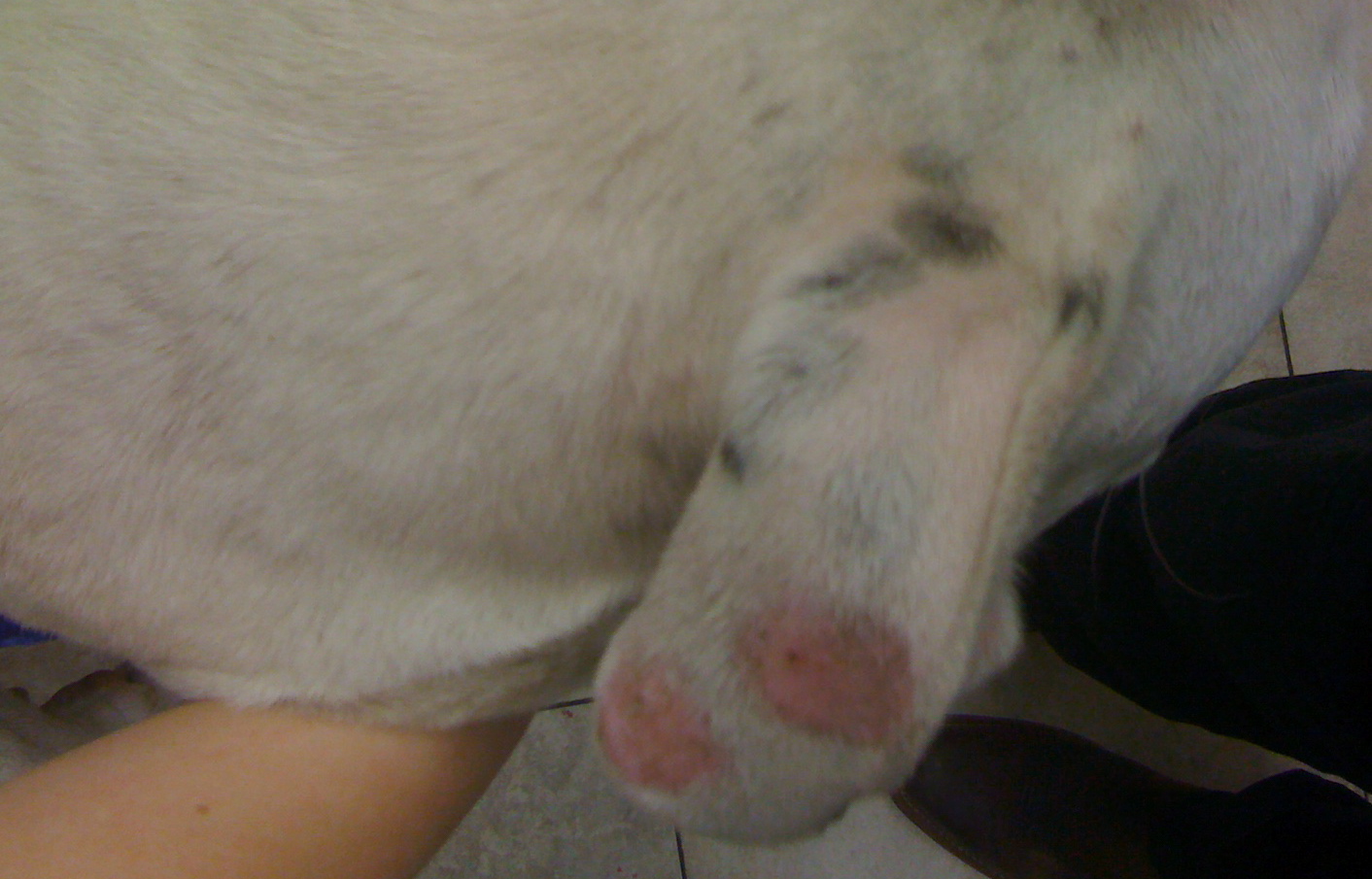 Perfectly circular pink, bald, itchy spots on a dog's ear pinna, or ear flap.