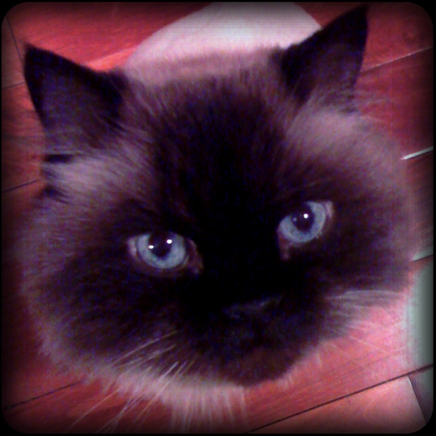 Seal Point Himalayan Cat