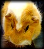Guinea Pig